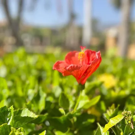 Hébergement de vacances Vacation La Duquesa Costa Adeje (Tenerife)